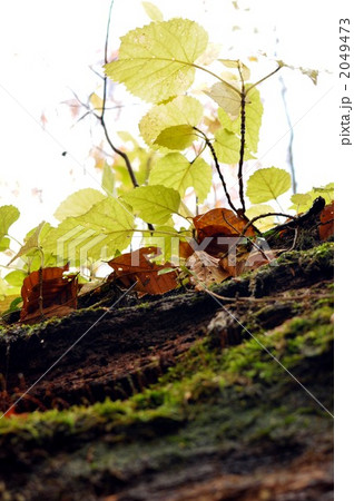 ブナの芽生え 2049473