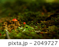 森の中のきのこ 2049727