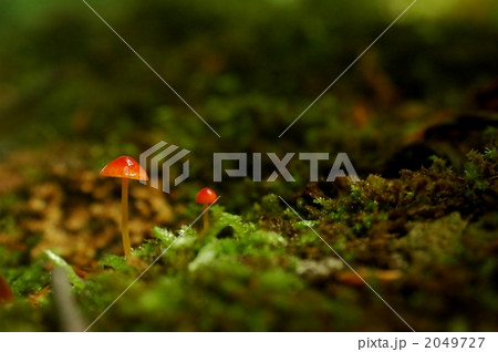 森の中のきのこ 2049727