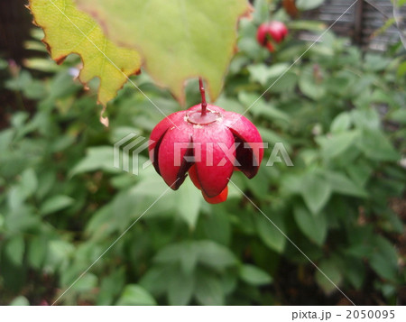 ツリバナマユミ 2050095