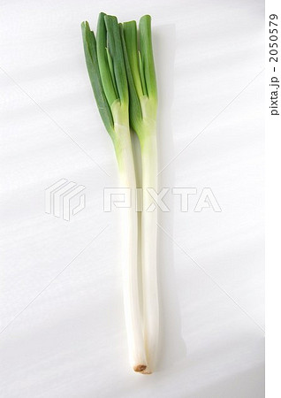 ２本の長ネギ 2050579