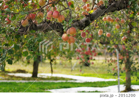 林檎畑 2051200