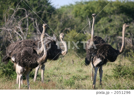 メスのダチョウたち メスのダチョウたち 2051296