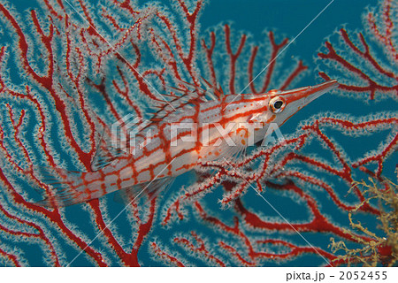 クダゴンベ 2052455