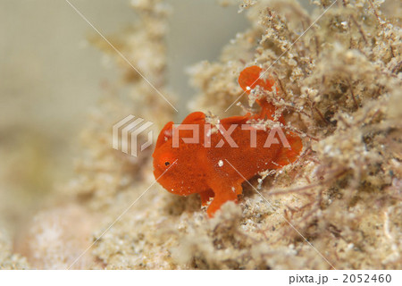 カエルアンコウ 2052460