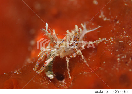 トゲツノメエビ 2052465