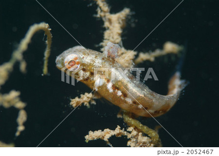 ニジギンポ ニジギンポ 2052467