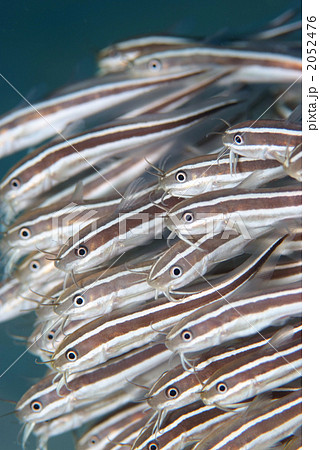 ゴンズイ 2052476