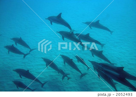 ハシナガイルカ 2052493