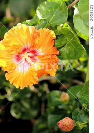 ハイビスカス　まいこ 2053225