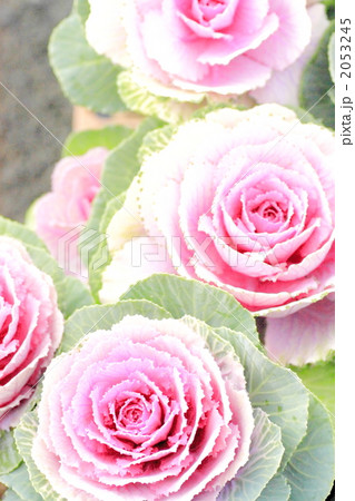 オドリ　葉牡丹 2053245