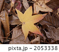 落ち葉 2053338