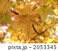 黄葉 2053345
