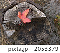 赤い落ち葉 2053379