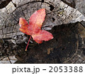 赤い落ち葉 2053388