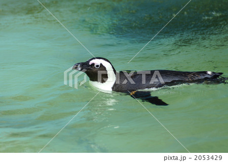 ケープペンギンン 2053429
