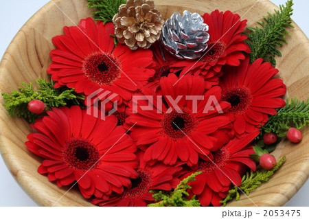 サラダボウルに入った赤いガーベラの花 2053475