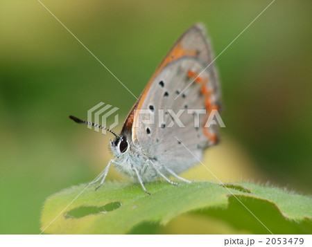 ベニシジミチョウ 2053479
