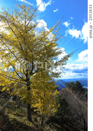 銀杏の紅葉 2053633