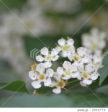 カマツカ カマツカ 2053773