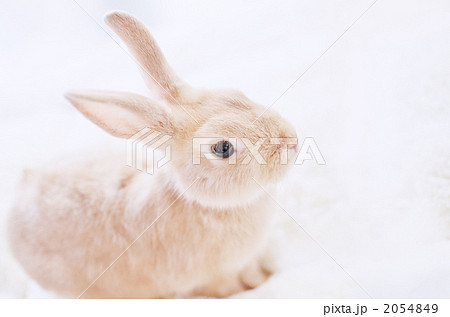 かわいい茶色のうさぎの子供 2054849