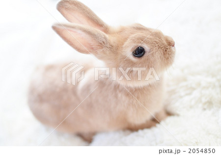 かわいい茶色のうさぎの子供 2054850