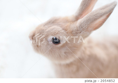 かわいい茶色のうさぎの子供 2054852