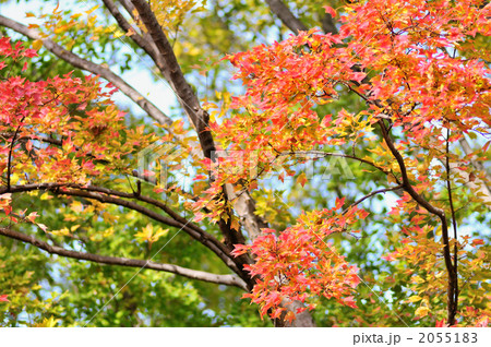秋色の紅葉（おそらくトウカエデ）。 2055183