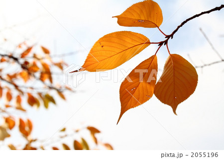 紅葉するサクラの葉*3 紅葉するサクラの葉*3 2055196