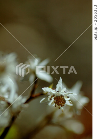 セリバオウレン 2056353