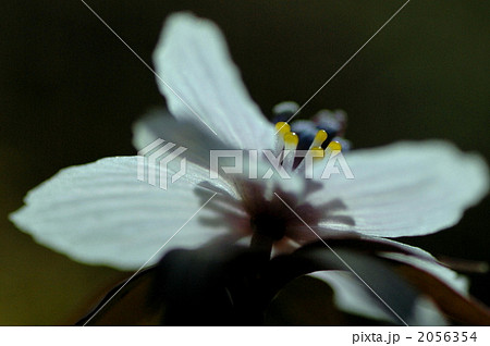 セツブンソウ 2056354