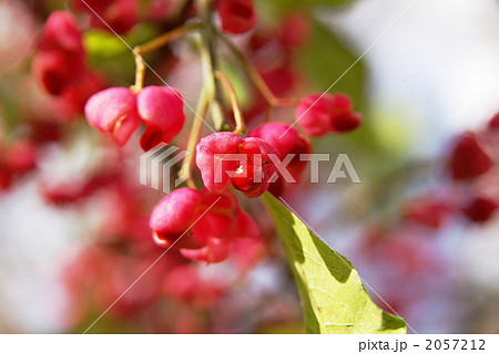 マユミの実 マユミの実 2057212