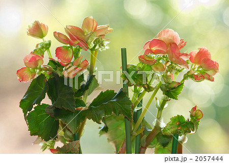 ベゴニア ベゴニア 2057444