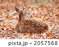 冬毛のバンビ 2057568