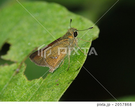 イチモンジセセリ イチモンジセセリ 2057868