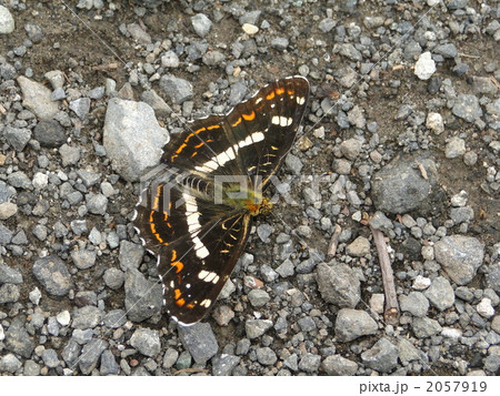 サカハチチョウ 2057919