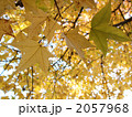 黄葉 2057968