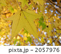 黄葉 2057976