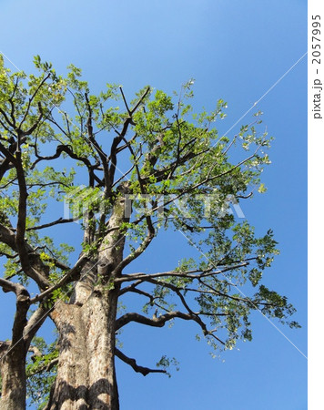 近所の立派なムクノキ 2057995