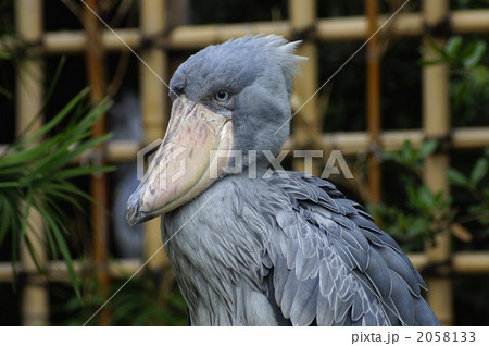 ハシビロコウ 2058133