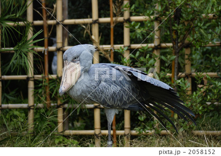 ハシビロコウ 2058152