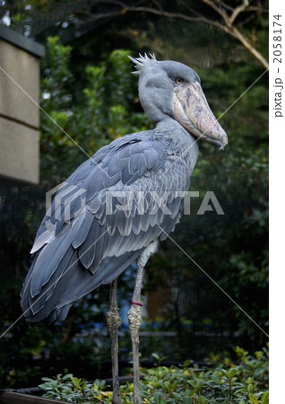 ハシビロコウ 2058174