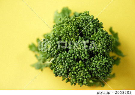 菜の花 菜の花 2058202