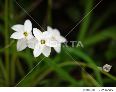 ハナニラ 2058285