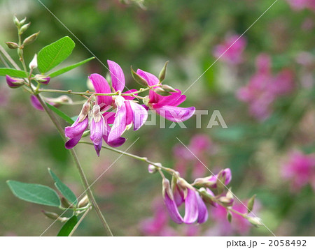 ミヤギノハギの花 2058492