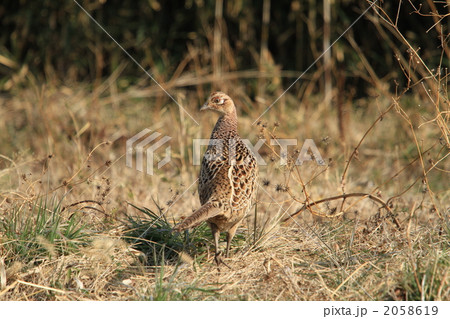 キジ キジ 2058619