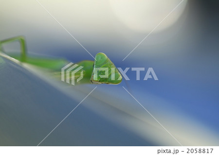 カマキリ 2058817