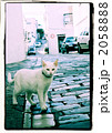 石畳と白い猫 2058888