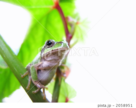 アマガエルのコピースペース 2058951