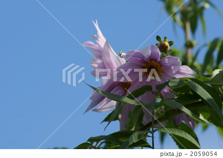 皇帝ダリア　超大型の草　４ｍはあるかな？ 2059054